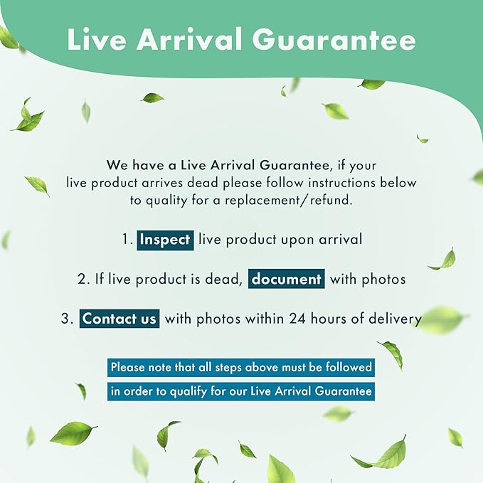 Live Aquarium Plants on Driftwood, Lava Rock, Moss Mat - Freshwater Fish Tank Plants (Java Fern, Driftwood (Medium))