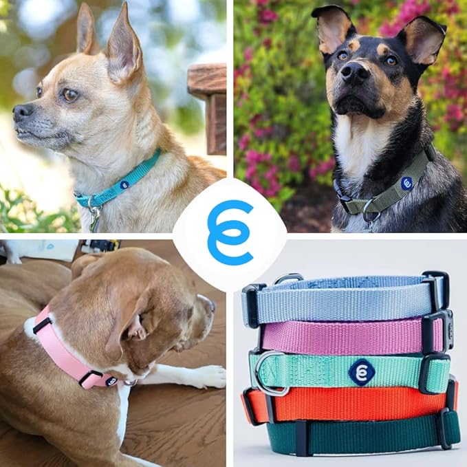 Blueberry Pet Essentials Florence Orange Adjustable Nylon Dog Collar for Large Dogs, Classic Solid Color Pet Safety & Style for Small Dogs