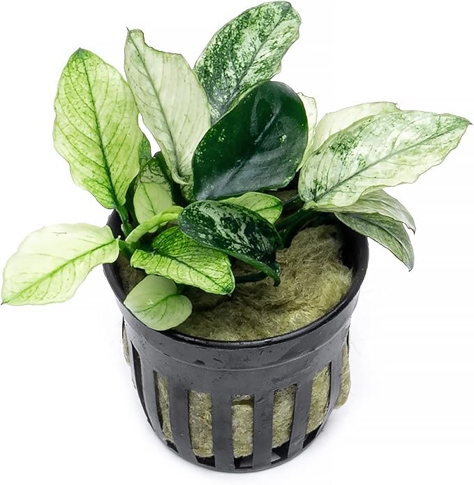 Anubias Live Aquarium Plants - Potted Freshwater Plant for Fish Tanks, Terrariums - Beginner Friendly Low Light (Nana Pinto, 1 Pot)