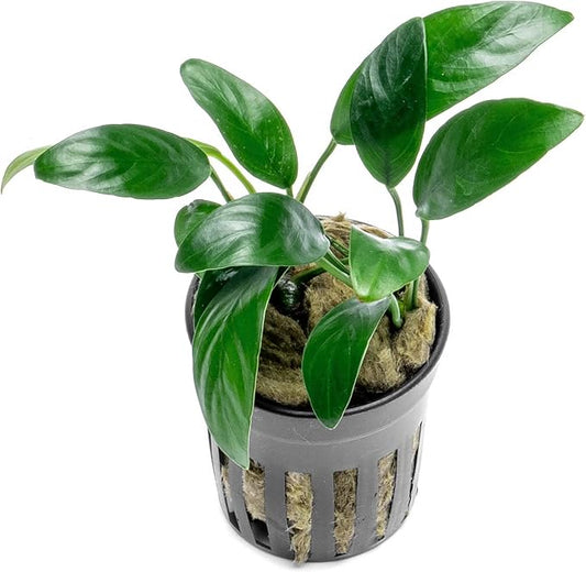 Anubias Live Aquarium Plants - Potted Freshwater Plant for Fish Tanks, Terrariums - Beginner Friendly Low Light (Congensis Mini, 5 Pots)