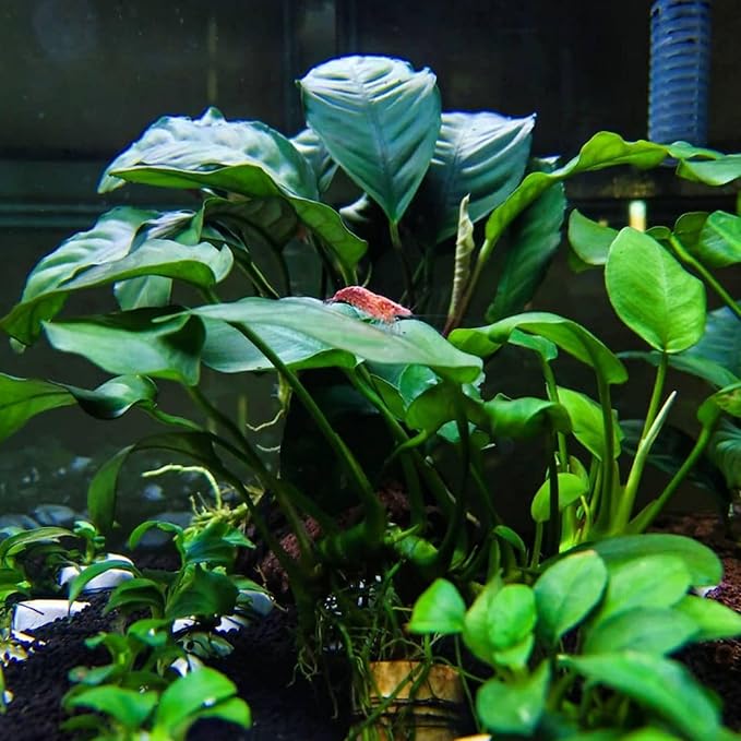 Java Fern and Anubias Aquarium Plant Bundle - Live Freshwater Plants for Aquascaping, Low Maintenance, Easy Beginner-Friendly Decor for Fish Tank