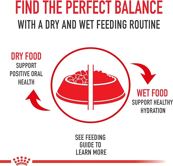 Royal Canin American Shorthair Breed Adult Dry Cat Food, 5.5 lb.