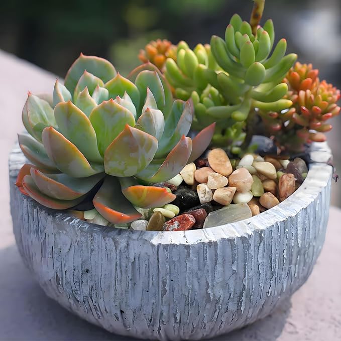 10 lbs Small Succulent Rocks, 3/8 Inch Colorful Polished Pebbles for Indoor Plants. Decorative Rocks for Plants Indoor, Vases, Planters Aquarium and Outdoor Landscaping Garden