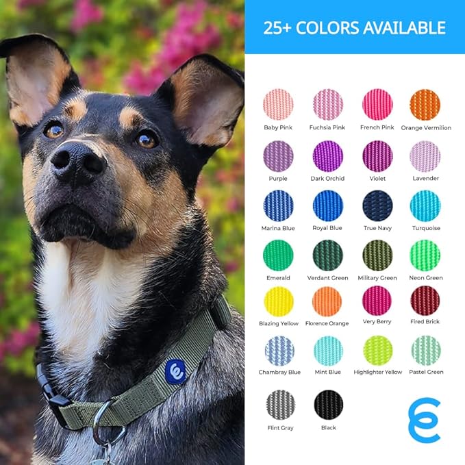 Blueberry Pet Essentials X-Small Dog Collar in Turquoise | Adjustable & Eco-Friendly Durable Nylon Strap | Classic Collar for X-Small Dogs, Boy & Girl Pets