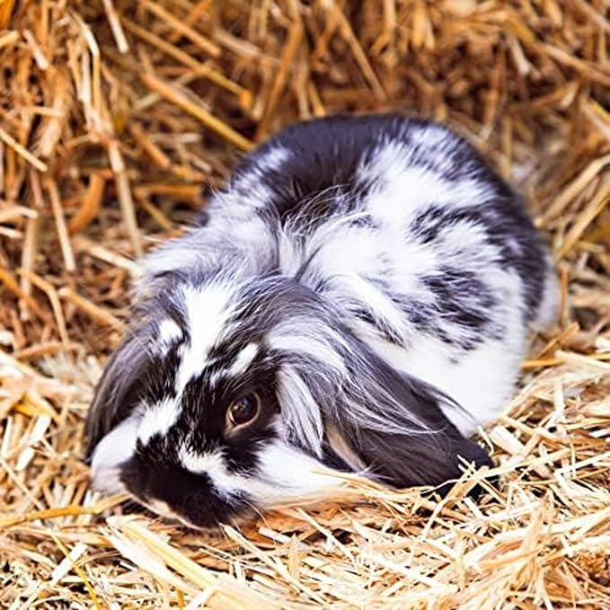 Blue Mountain Hay | Fresh Timothy Hay (24 Ounce) | Great for All Ages | High-Altitude Hay Pet Food for Rabbits, Guinea Pigs, Chinchillas, Hamsters, and Other Small Pets