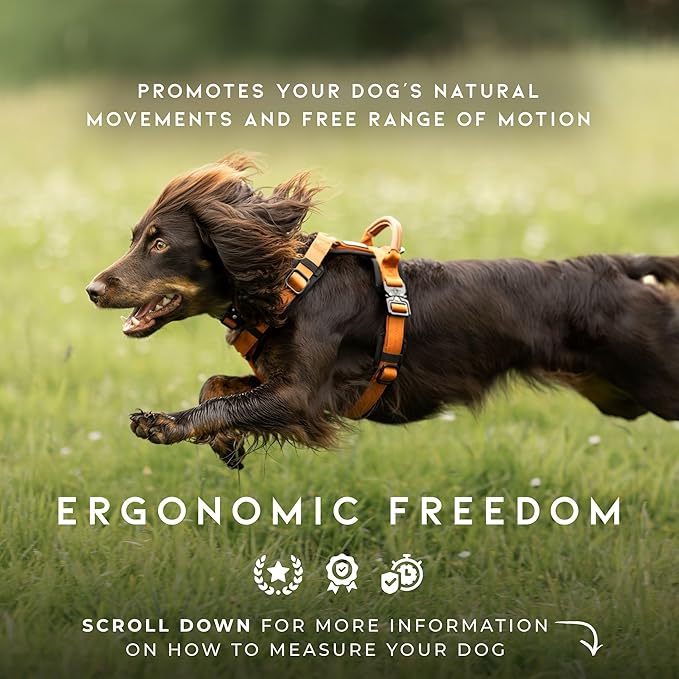 MADE TO ROAM Premium Explorer Harness - Y-Shaped Dog Harness with Adjustable Durable Nylon, Soft Padding, Metal Buckles and Leather Handle for Small, Medium, Large Dogs (Maine Marina, Size 5)