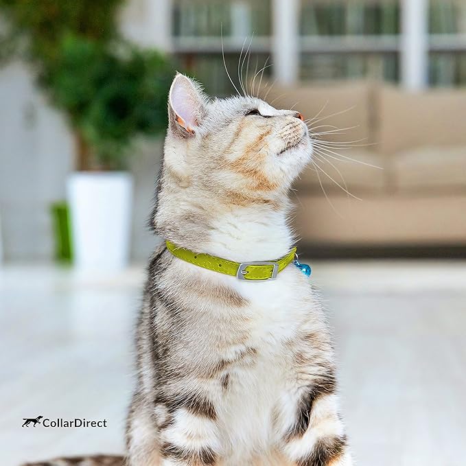 CollarDirect Leather Cat Collar, Kitten Collar with Removable Bell Black Blue Red Orange Lime Green (8-11 Inch, Lime Green)