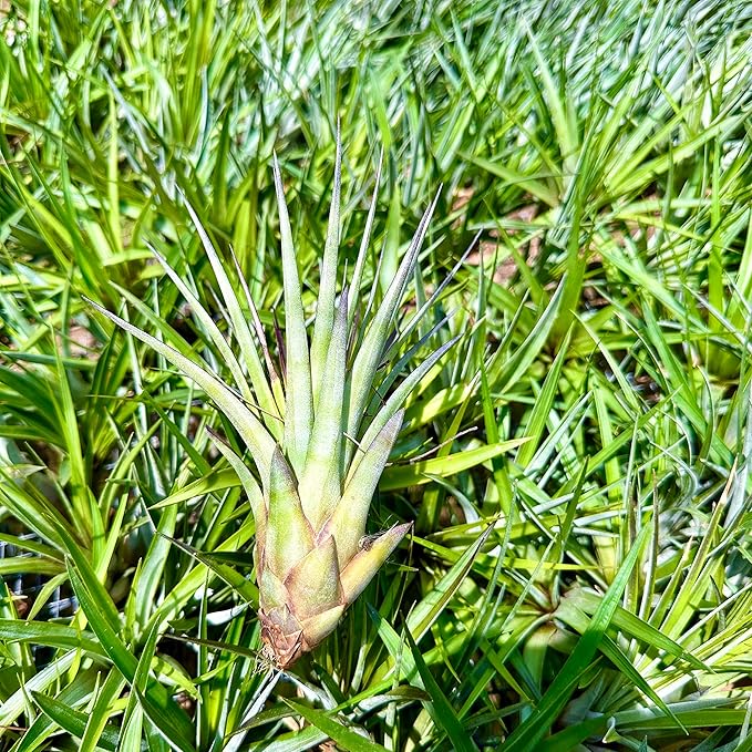 Air Plants - Tillandsia Fasciculata Tricolor, Large 4-6" - 1ct - Live Arrival Guaranteed - House Plants for Home Decor & Gift